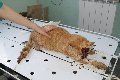 увеличить АльфаВет в Ивантеевке