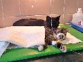 увеличить АльфаВет в Ивантеевке