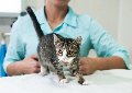 увеличить АльфаВет в Ивантеевке